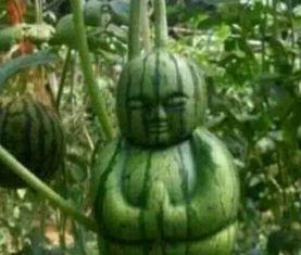 砀山最新吃瓜爆料事件真相,揭秘背后真相，还原事件全貌