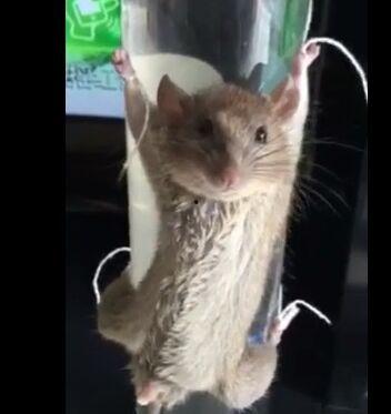 最新老鼠爆料视频大全集,视频大全集深度解析